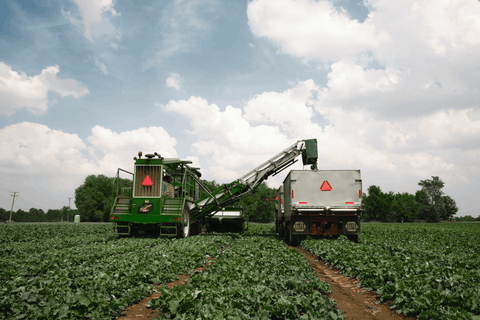 Cosechamos los productos en su punto óptimo de nutrición 